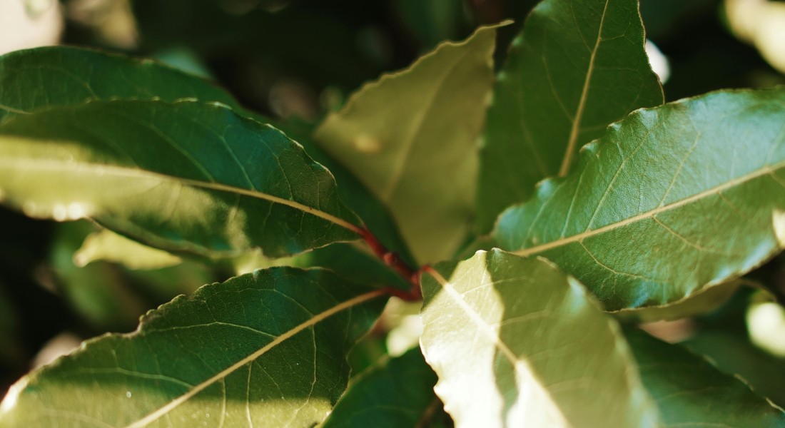 Hoe onderhoudsarm is Portugese laurier écht?