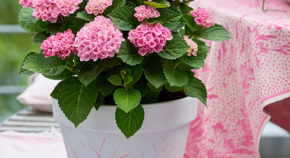 Kleurenspel op balkon en terras