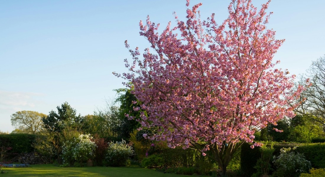Creëer schaduw én sfeer in je tuin