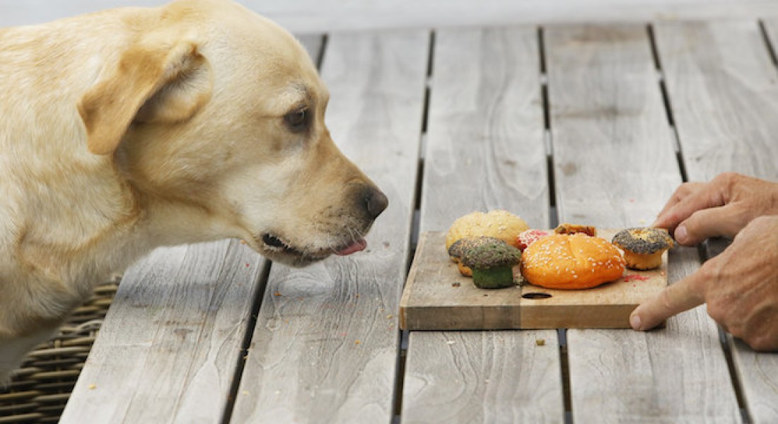 Gezonde snacks voor huisdieren