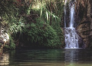 Hoe een goed beplante vijver het leven in je tuin terugbrengt - 