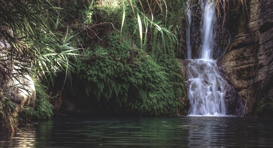Hoe een goed beplante vijver het leven in je tuin terugbrengt