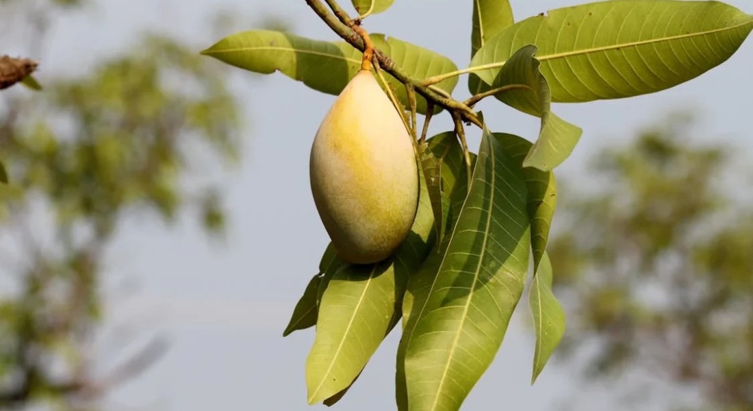 Zijn goede meubels altijd duur?