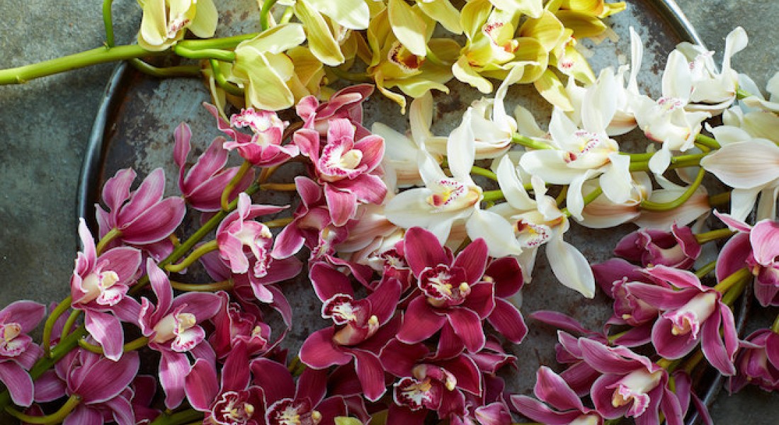 Nieuw seizoen voor deze prachtige bloem