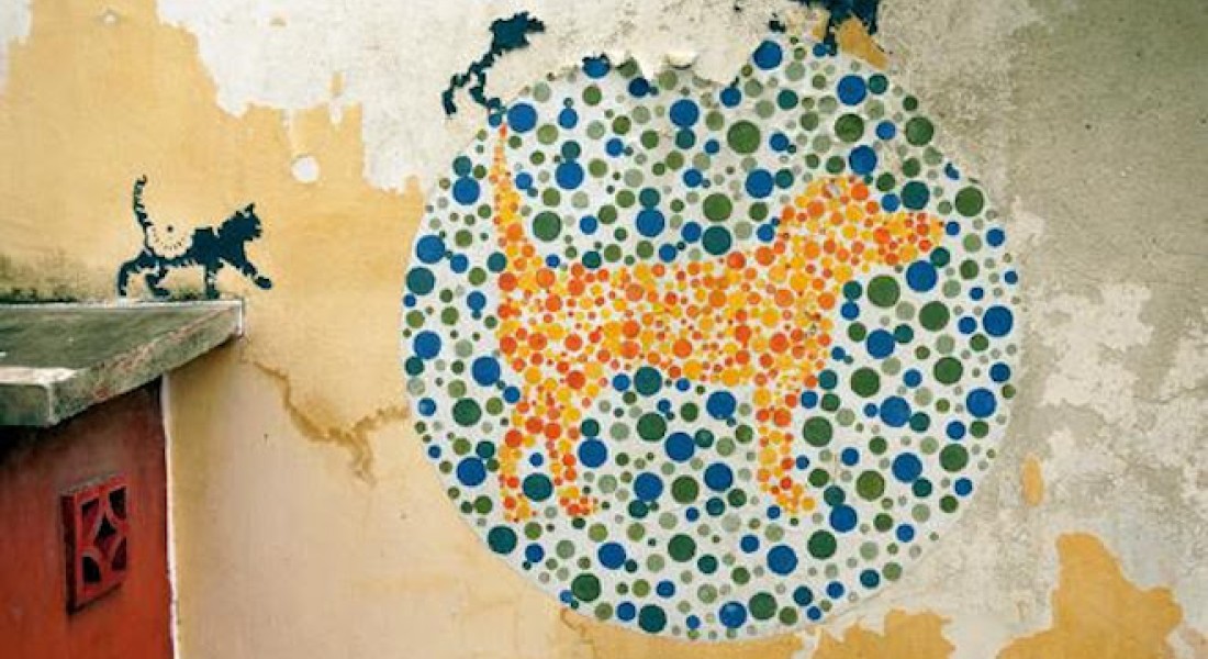 Verhuizen met je huisdier