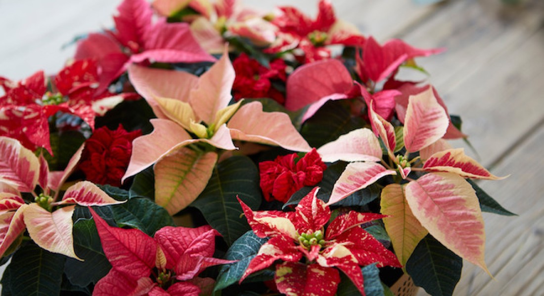 Mini sterren in huis