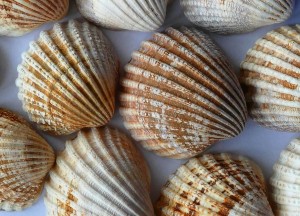 Natuurlijk isoleren met schelpen | Isoschelp - Isoschelp