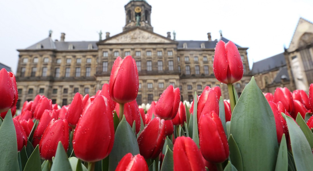 Pluk je eigen tulpen