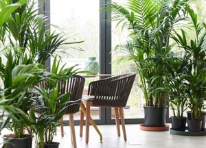 Begin het jaar goed met de woonplant van januari! - 