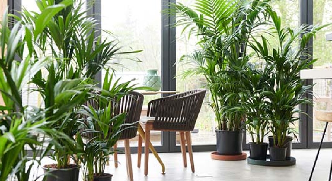 Begin het jaar goed met de woonplant van januari!