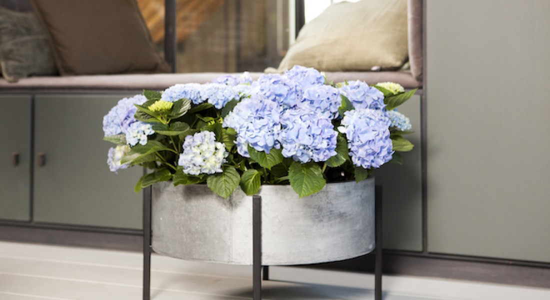 Een gezond binnenklimaat dankzij de hortensia