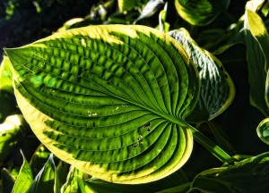 De onverwachte voordelen van kunstplanten in jouw woonruimte - 