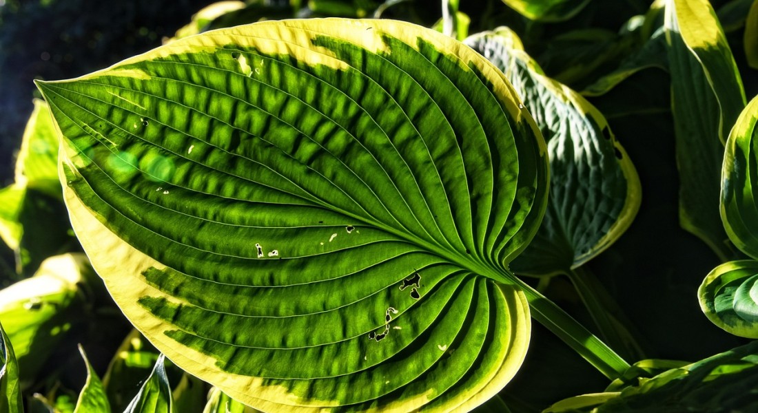 De onverwachte voordelen van kunstplanten in jouw woonruimte