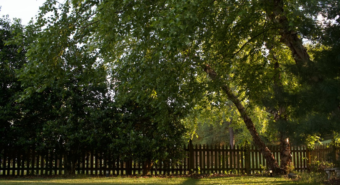 De voordelen van robinia hout in de tuin