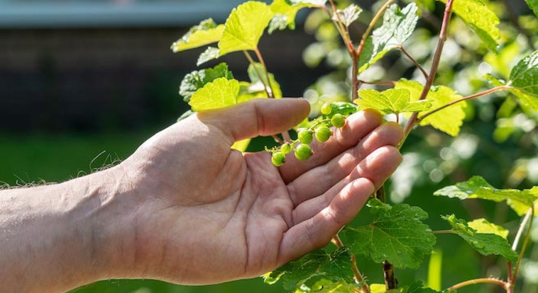 Bestrijd de warmte met meer groen in je tuin