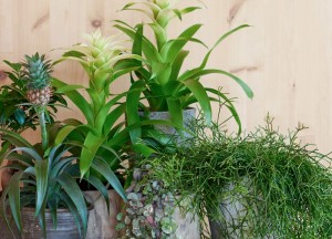 5 redenen om deze plant in huis te halen - 