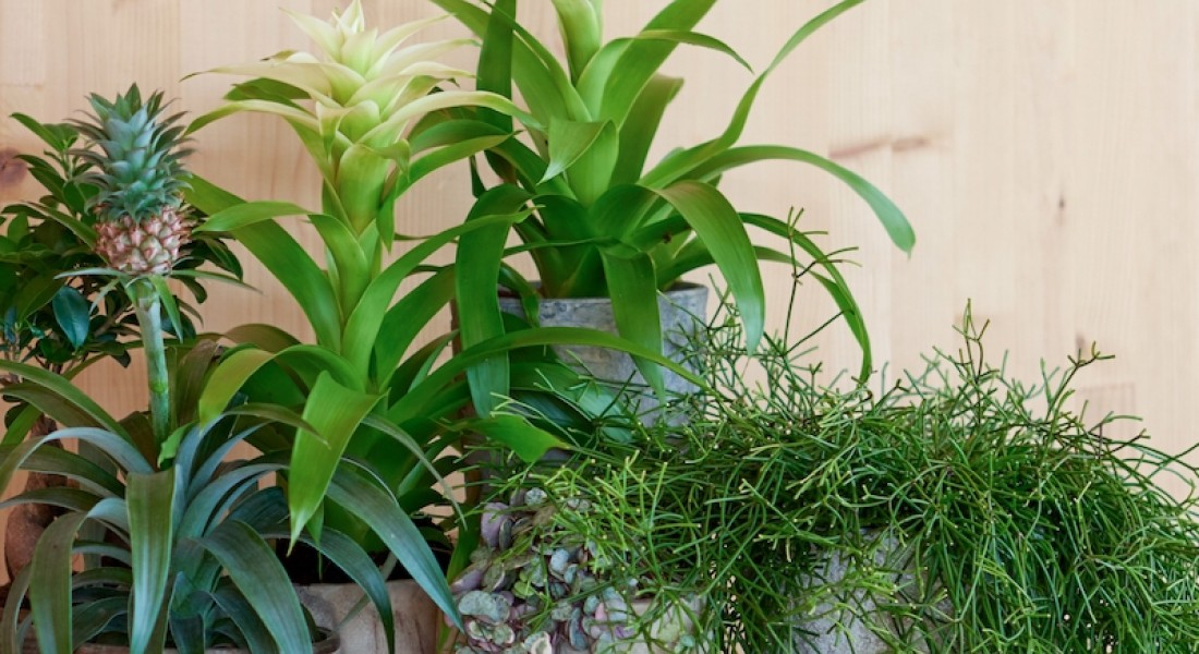 5 redenen om deze plant in huis te halen
