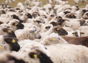 Zo kies je het beste schapenhek voor jouw terrein