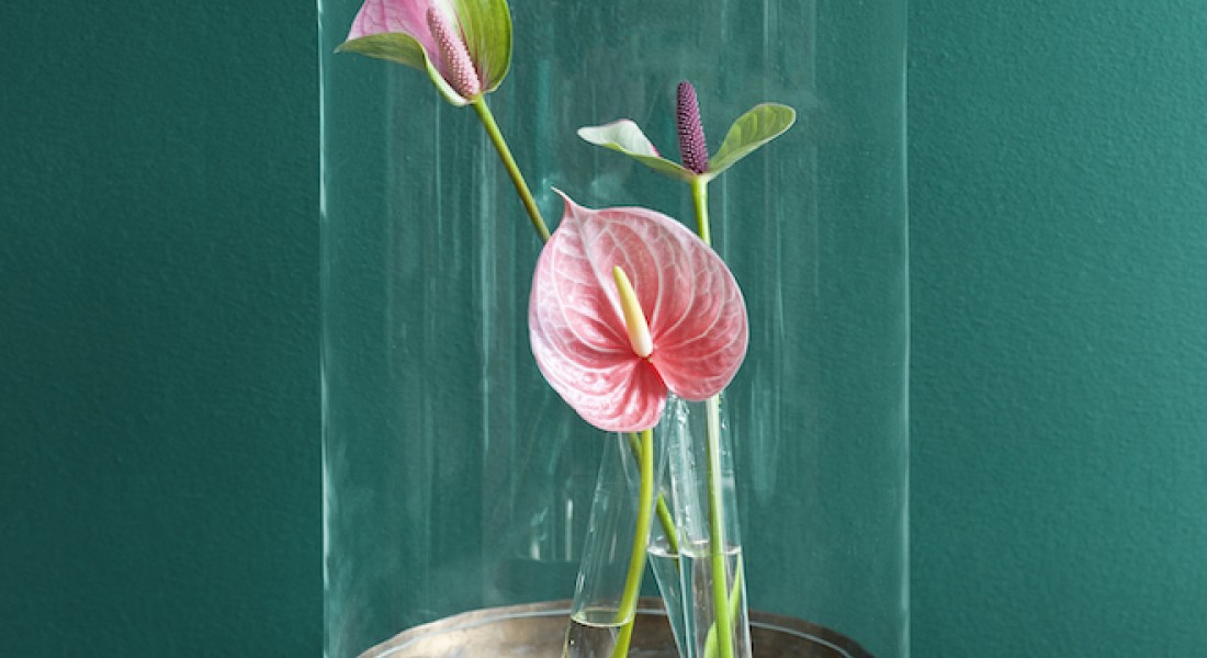 Groene trend, hydroponie