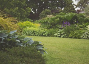 Zo kies je de juiste planten om jouw tuin het hele jaar door aantrekkelijk te maken