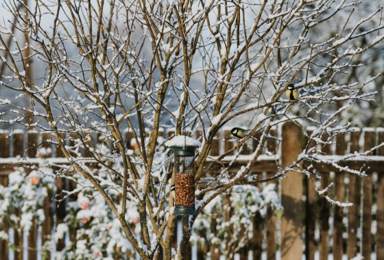 Tuin tips voor januari en februari: nu doen, straks dubbel genieten!