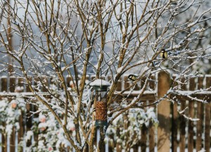 Tuin tips voor januari en februari: nu doen, straks dubbel genieten! - 