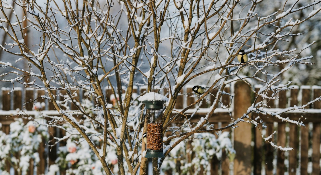 Tuin tips voor januari en februari: nu doen, straks dubbel genieten!