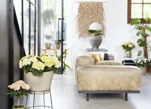 Trend: Plant bathing voor totale rust - 