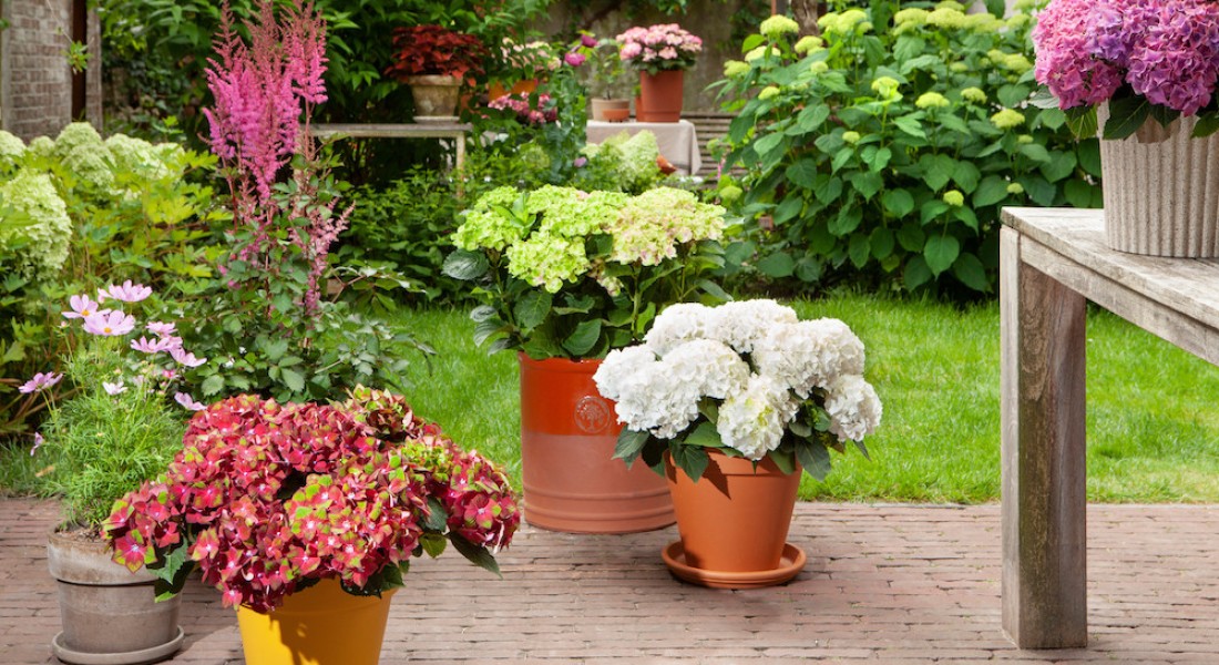 Tuinparfum: planten die heerlijk ruiken in de avondlucht