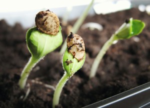 Zaden in bulk: waar op letten bij een groothandel