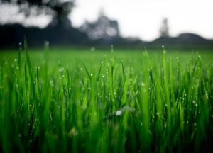 Alles wat u moet weten over graszoden in Eindhoven