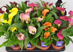 Red een plant (van de vuilcontainer!) - 