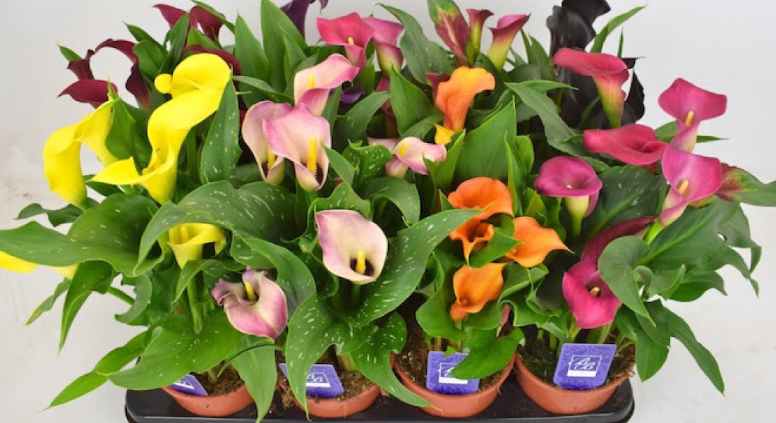 Red een plant (van de vuilcontainer!)