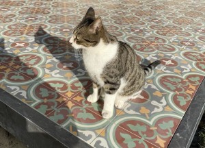 Portugese tuintegels | Floorz
