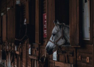 Waar moet een goede paardenstal eigenlijk aan voldoen