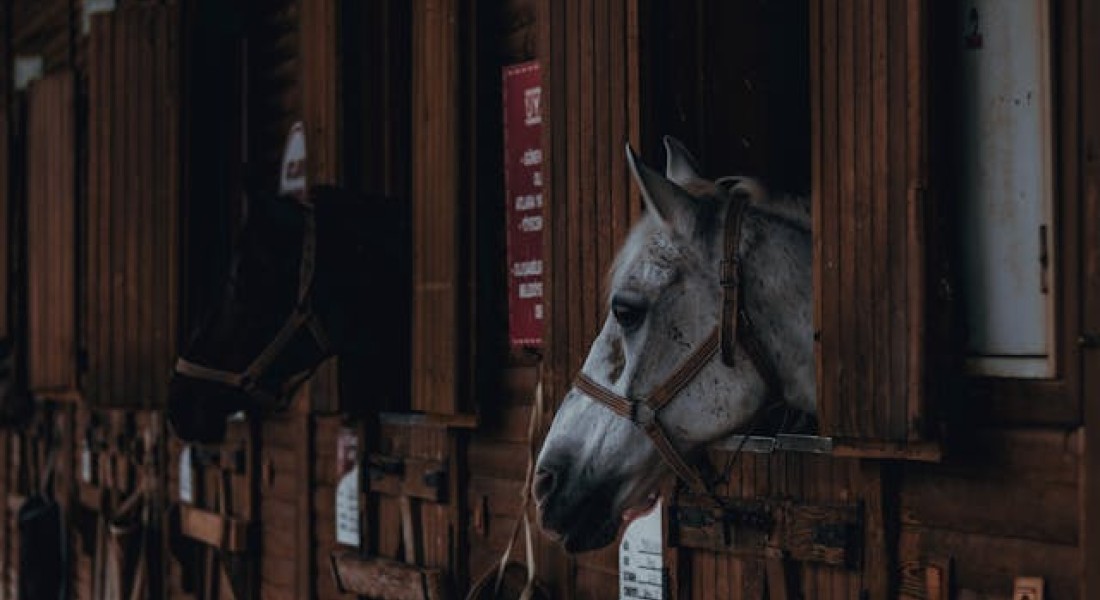 Waar moet een goede paardenstal eigenlijk aan voldoen