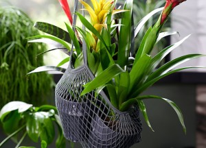 Je eigen jungle thuis - 