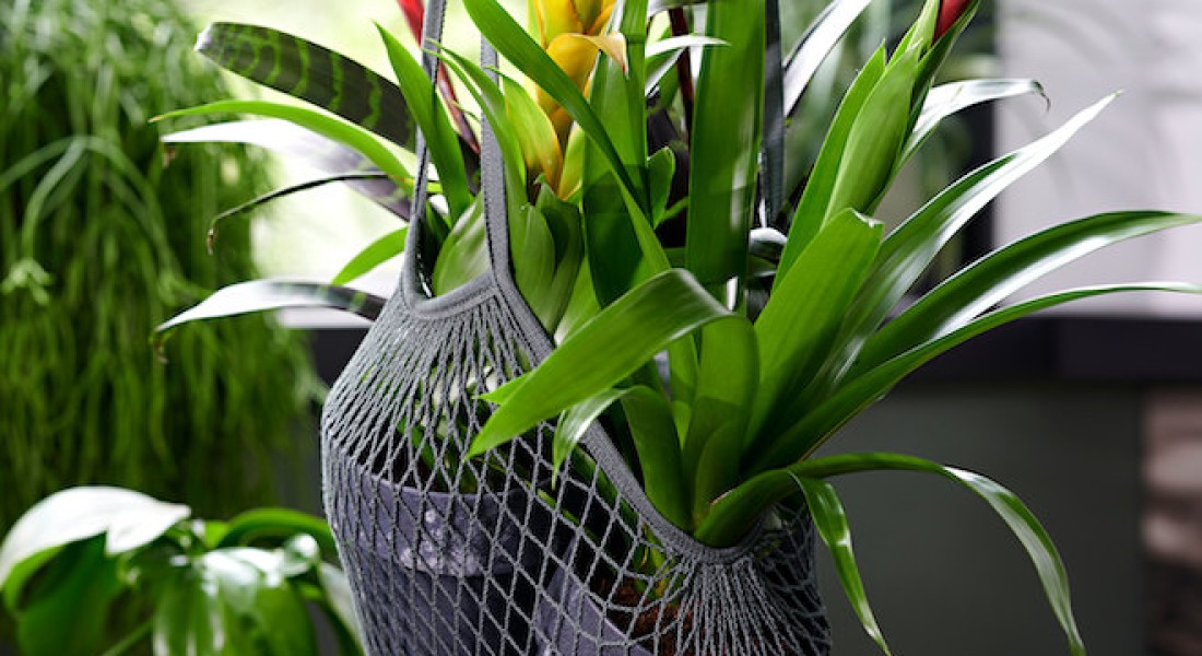 Je eigen jungle thuis