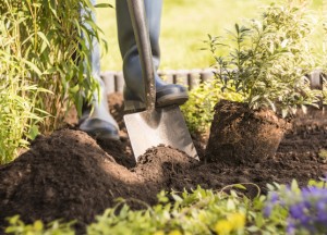 Duurzaam tuinieren: zo maak je je tuin milieuvriendelijker