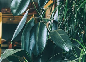 Inspirerende wonderplants interieurs - 