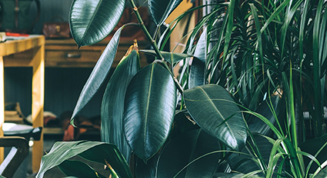 Inspirerende wonderplants interieurs