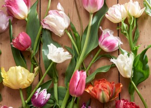 5 x tulpen in huis - 