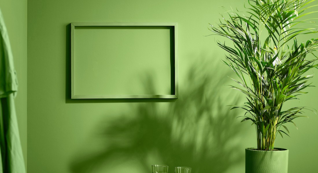 5 tips voor de verzorging van groene planten in huis