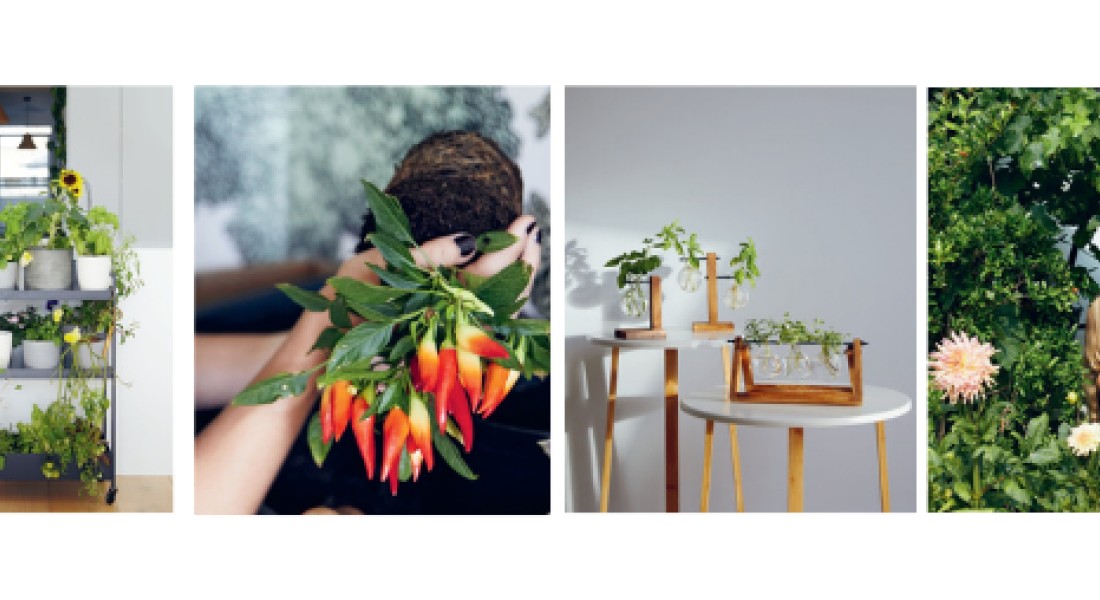 19 X kruiden, fruit & groenten verbouwen in huis en tuin!