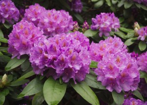 Een rhododendron snoeien zonder de bloei te verpesten