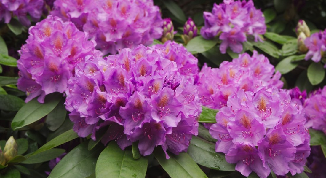 Een rhododendron snoeien zonder de bloei te verpesten