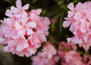 De mediterrane koningin in je tuin: waarom de Oleander een warm hart verdient - 