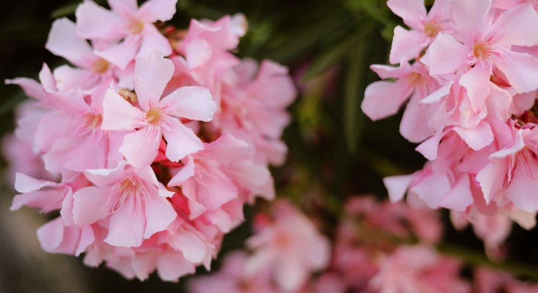 De mediterrane koningin in je tuin: waarom de Oleander een warm hart verdient