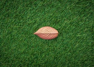 Kunstgras én echte planten: zo blijft je tuin natuurlijk ogen