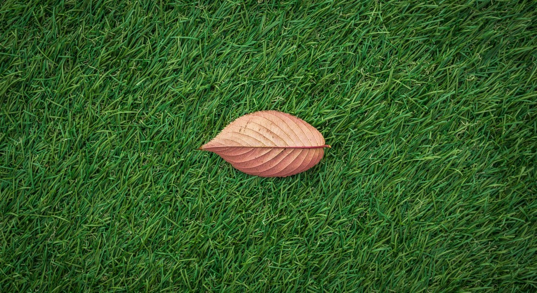 Kunstgras én echte planten: zo blijft je tuin natuurlijk ogen